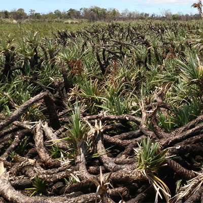 Layers of peat-like carbon-storing soils ‘hide’ in our wetlands