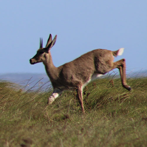 Did you know: The Grey Rhebok creeping up the endangered