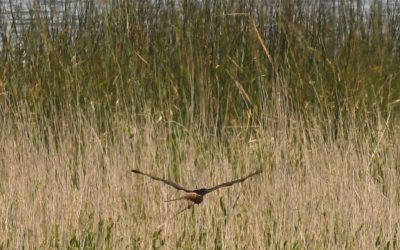 Happy Marsh Harriers flock to rewilded wetlands