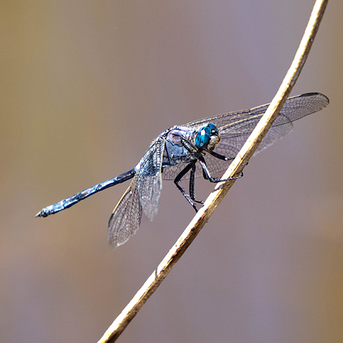 Cape-Skimmer