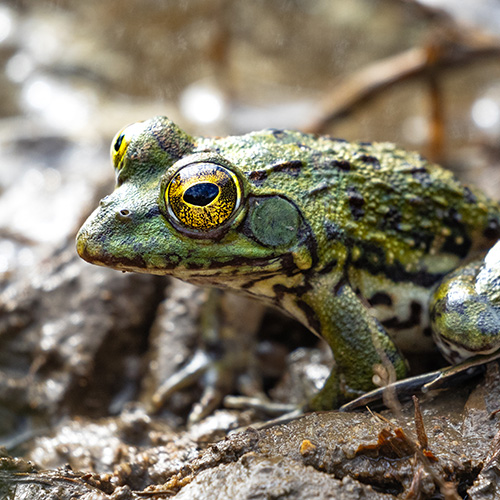 Comp-Clicking-Stream-Frog