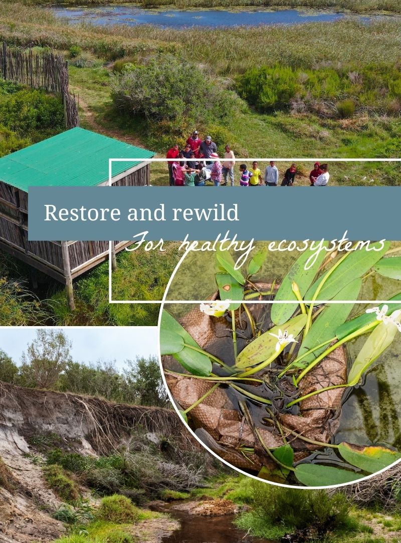 Restoring nature