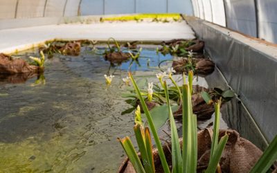 Making a splash: Aquaponics for restoration in the Nuwejaars