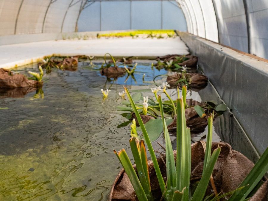 Making a splash: Aquaponics for restoration in the Nuwejaars