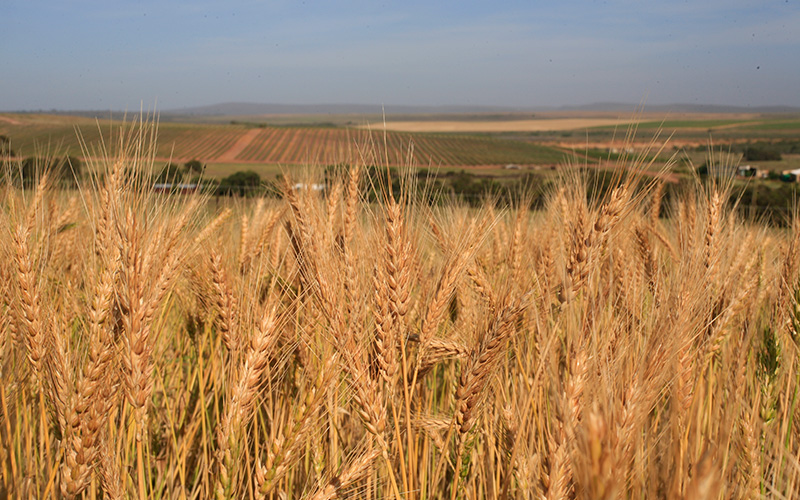 agri8