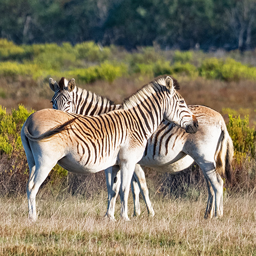 quagga
