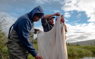A small fish, a big comeback: Creating sanctuaries for Heuningnes redfin