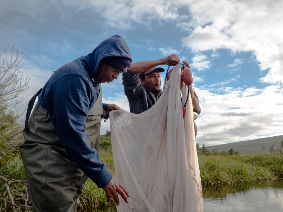 A small fish, a big comeback: Creating sanctuaries for Heuningnes redfin