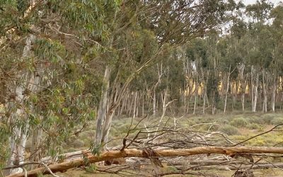 What happens after the tree comes down?